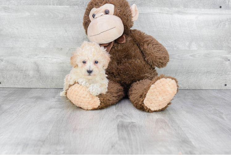 Sweet Maltipoo Baby