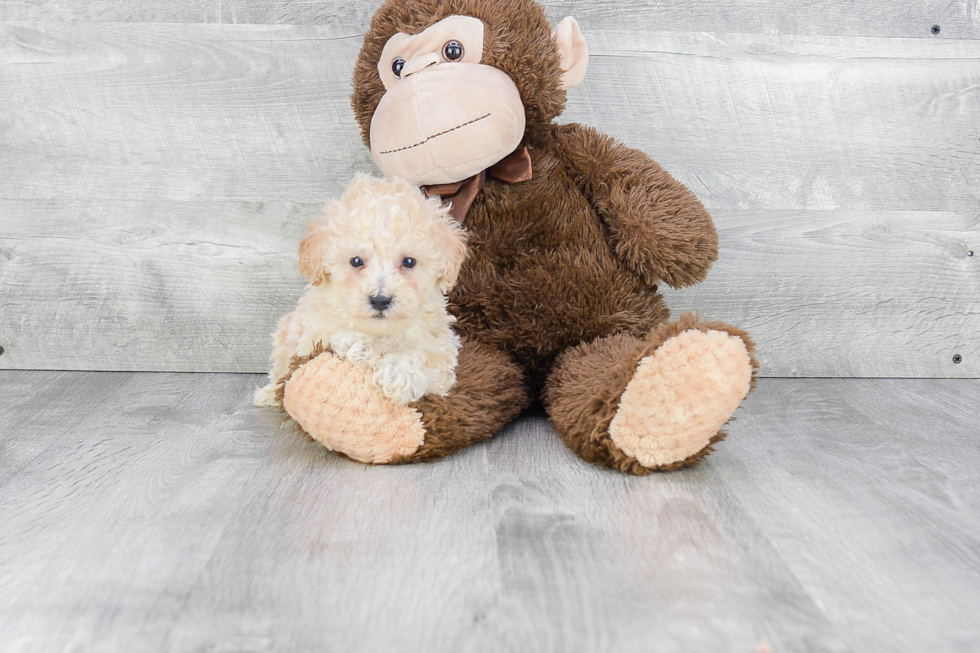 Sweet Maltipoo Baby