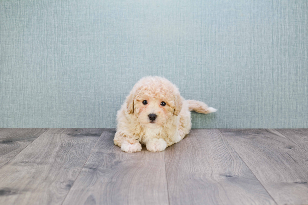 Hypoallergenic Maltese Poodle Poodle Mix Puppy