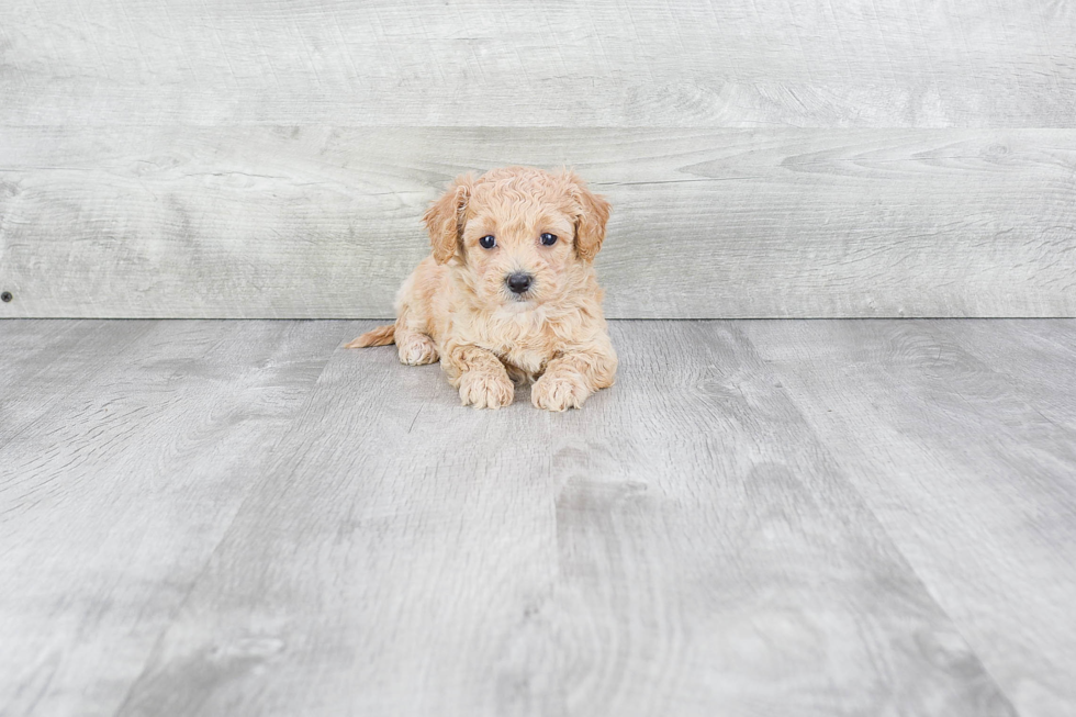 Maltipoo Pup Being Cute