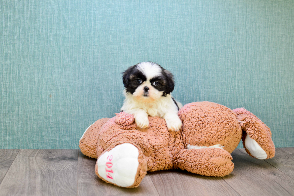 Teddy Bear Pup Being Cute