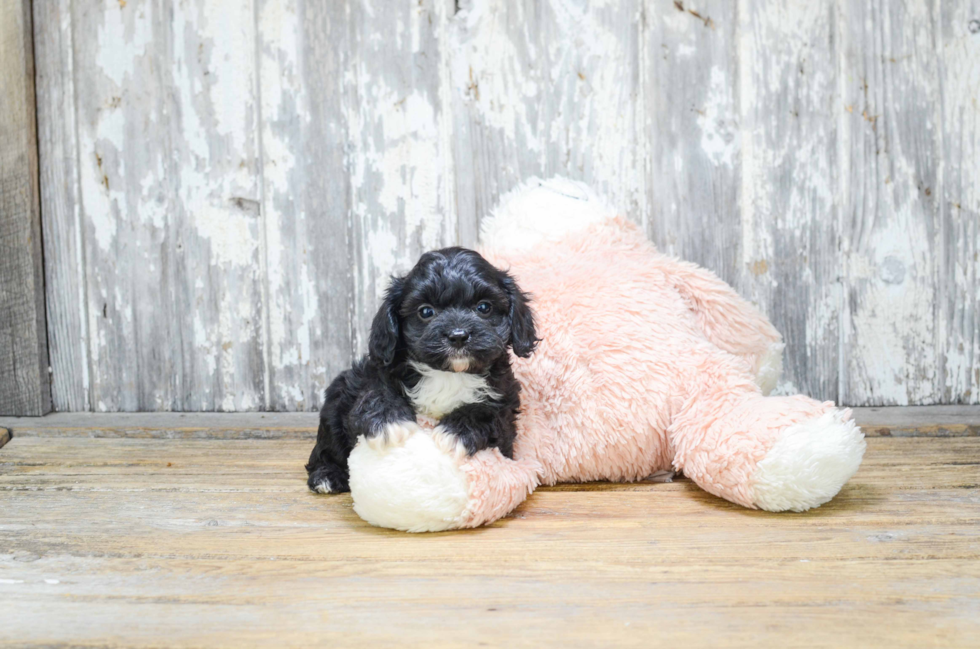 Popular Cavapoo Poodle Mix Pup