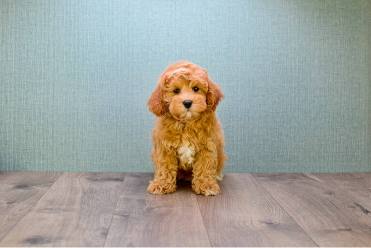 Friendly Mini Goldendoodle Baby