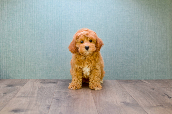 Friendly Mini Goldendoodle Baby