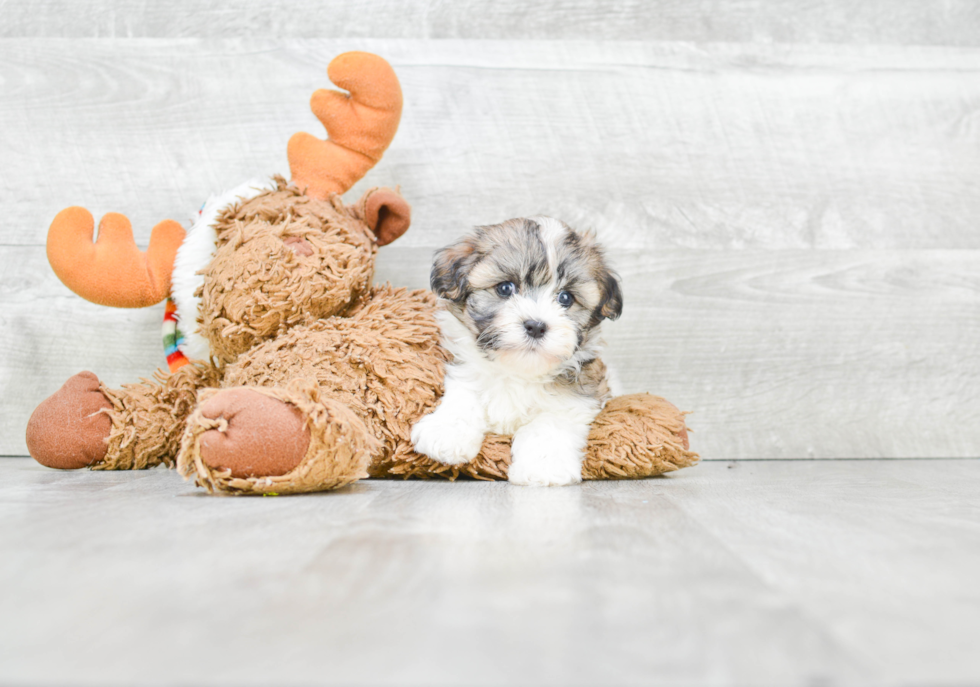 Best Havanese Baby