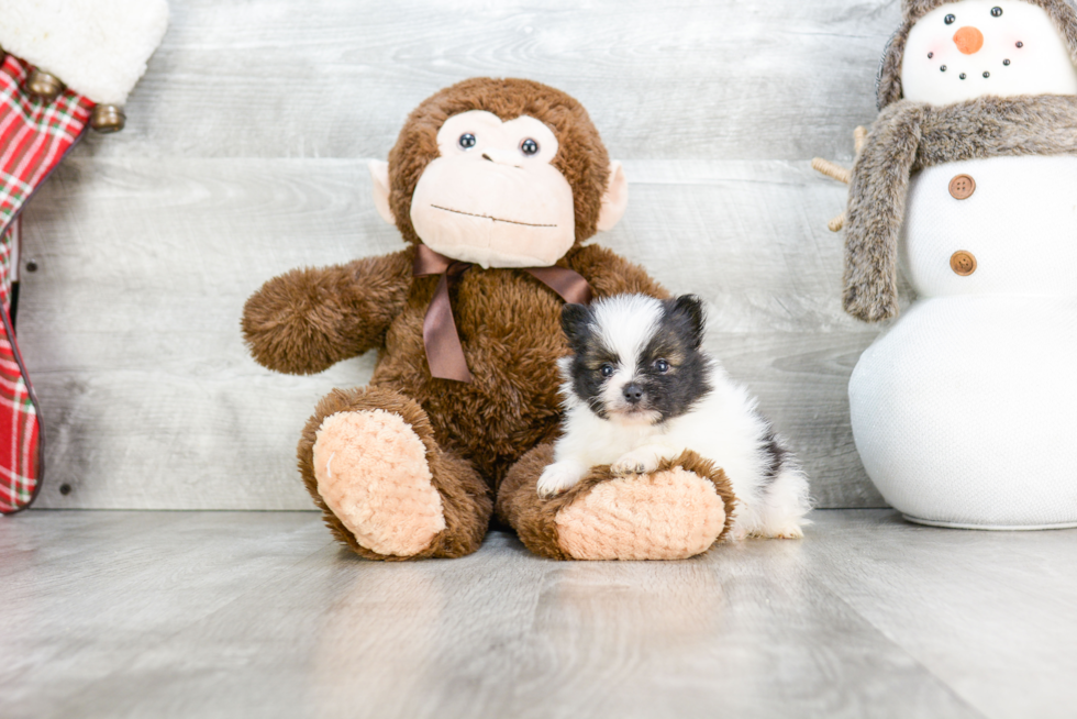 Pomeranian Pup Being Cute