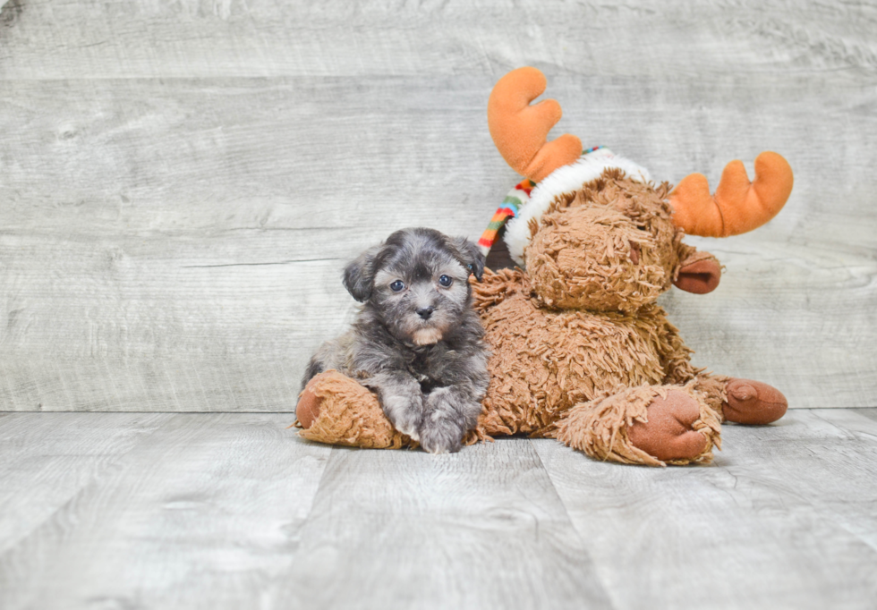 Cute Teddy Bear Baby