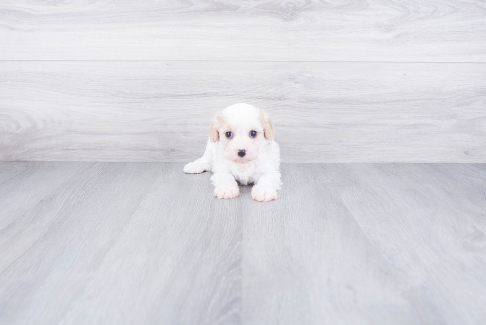 Best Cavachon Baby