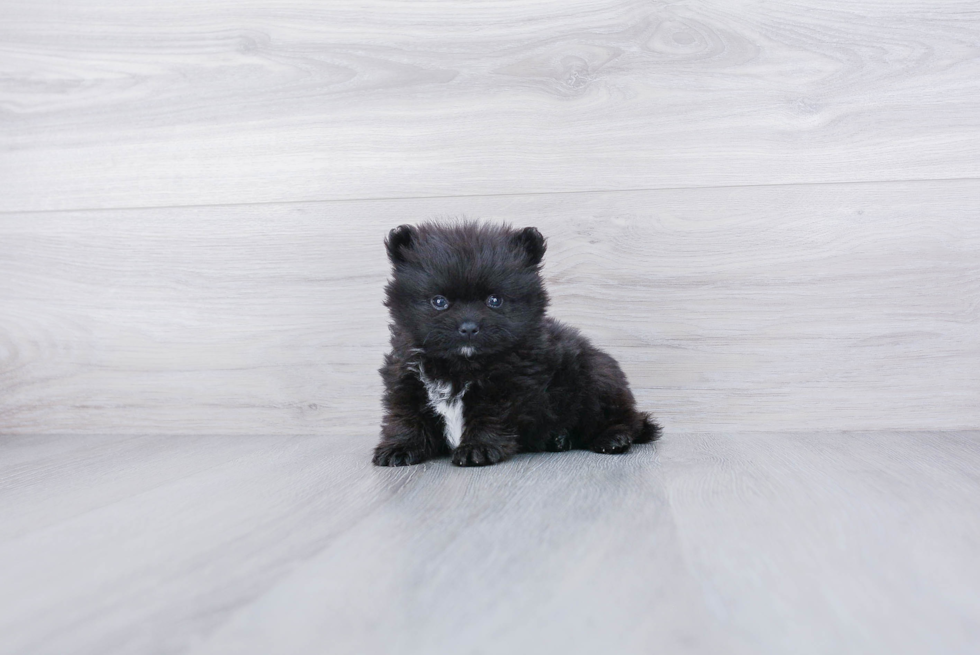 Pomeranian Puppy for Adoption