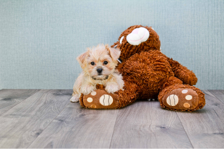 Sweet Morkie Baby