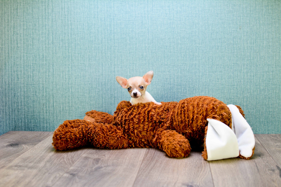 Cute Chihuahua Mix Pup