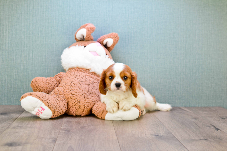 Adorable Cavalier King Charles Spaniel Purebred Puppy