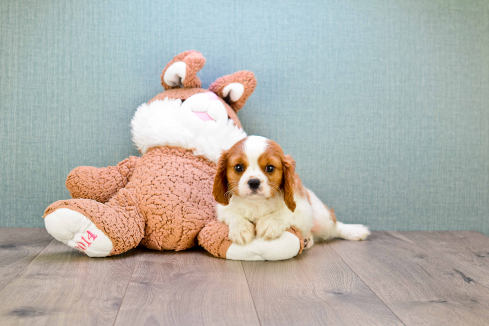 Adorable Cavalier King Charles Spaniel Purebred Puppy