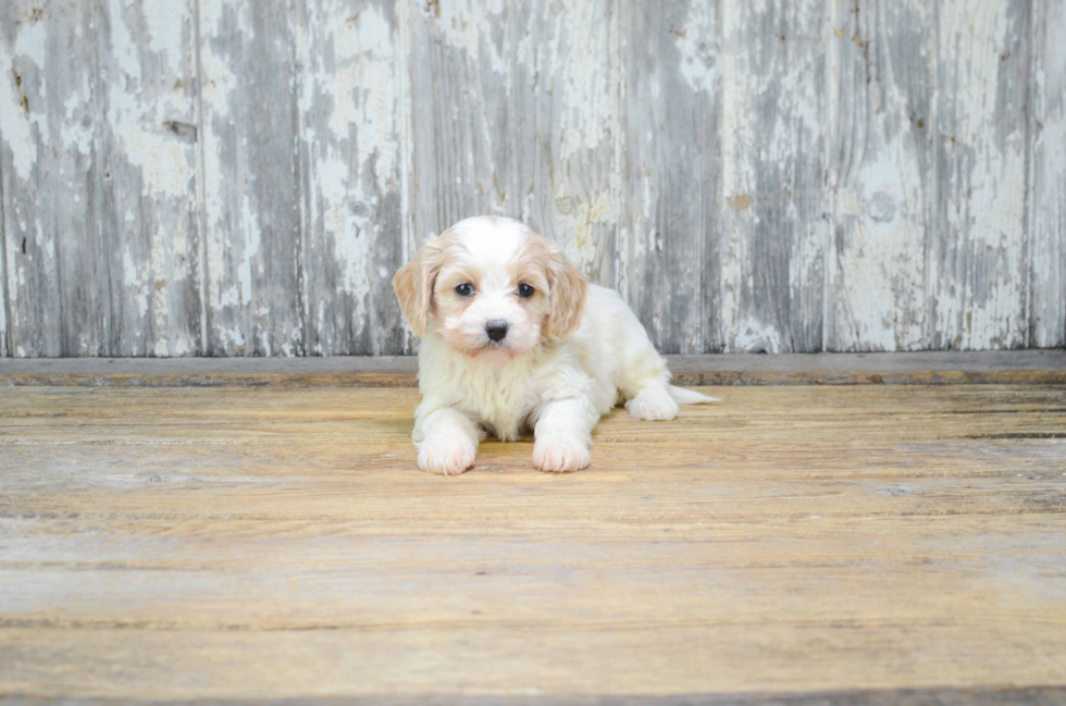 Adorable Cavalier Designer Puppy