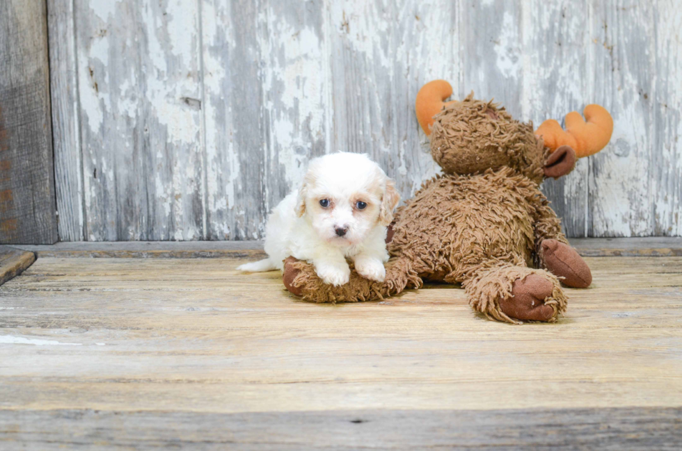 Cavachon Pup Being Cute