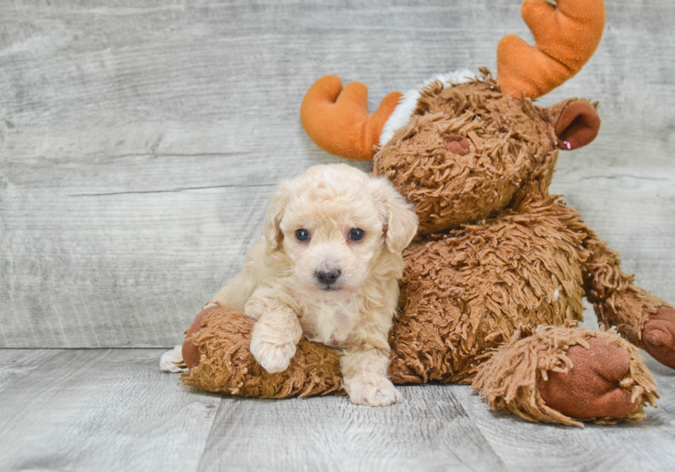 Hypoallergenic Maltepoo Poodle Mix Puppy