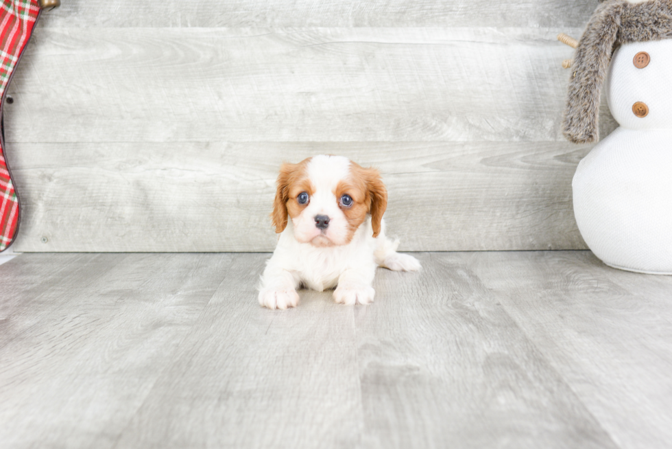 Cavalier King Charles Spaniel Puppy for Adoption