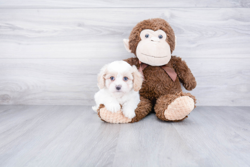 Cavachon Pup Being Cute