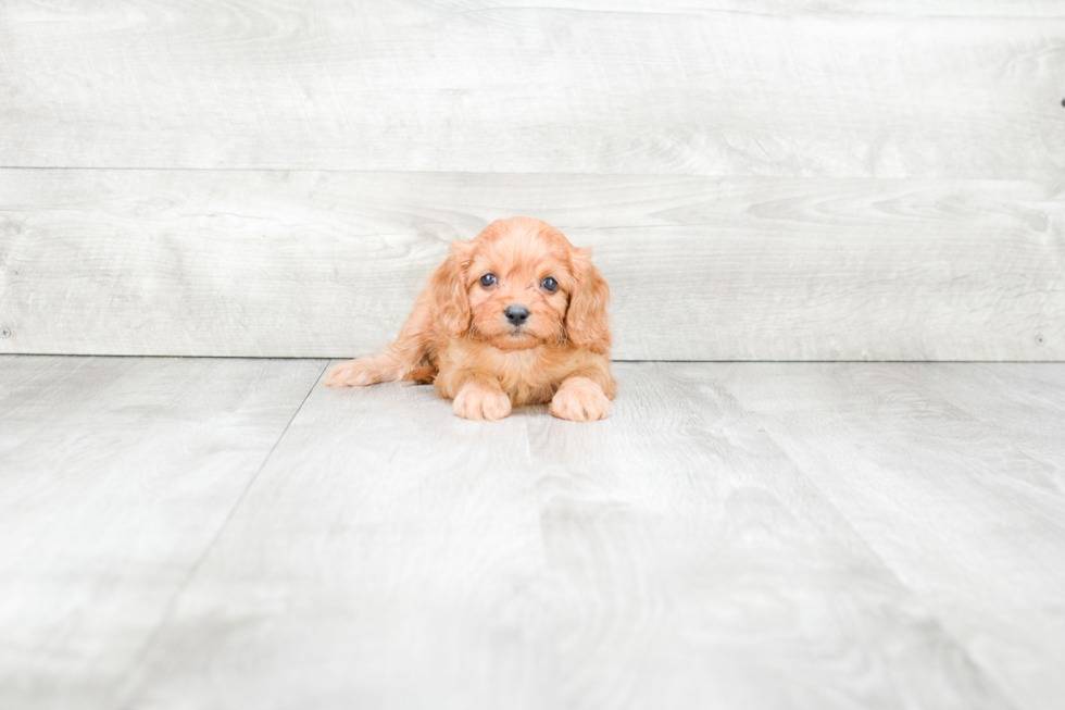 Playful Cavoodle Poodle Mix Puppy