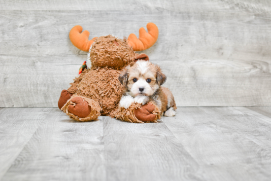 Morkie Pup Being Cute