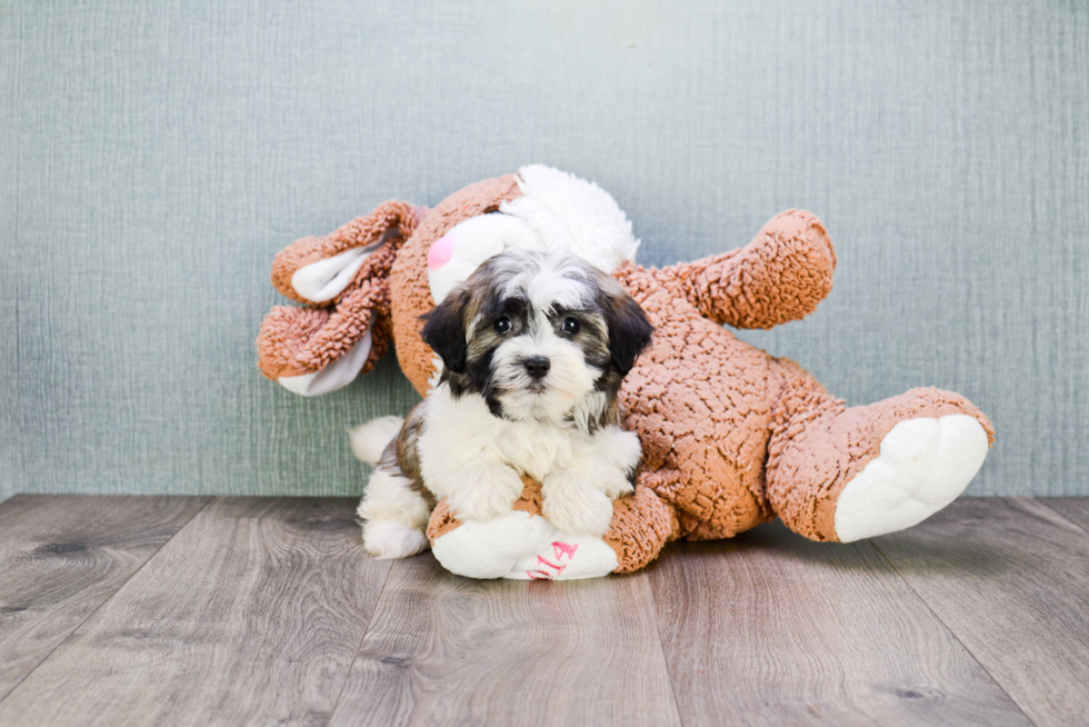 Sweet Havanese Purebred Puppy