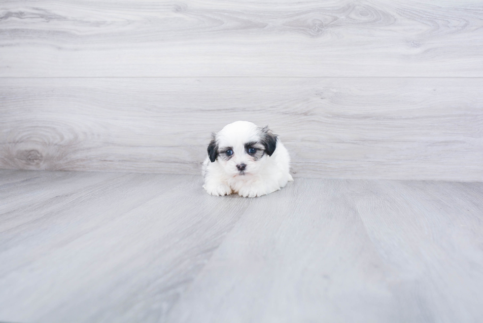 Adorable Shichon Designer Puppy