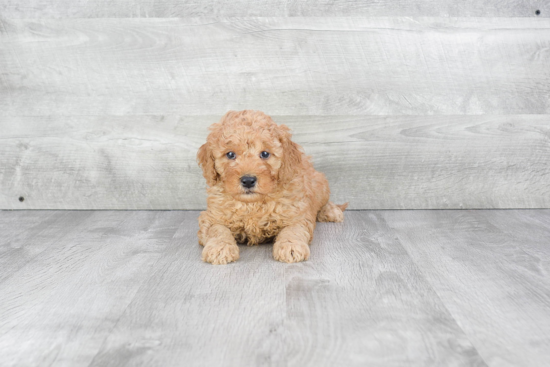 Cute Mini Goldendoodle Baby