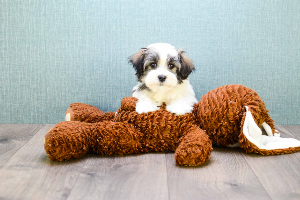 Adorable Havanese Purebred Puppy