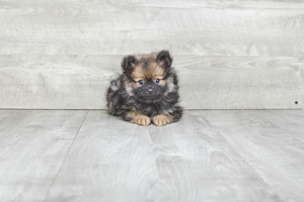 Energetic Pomeranian Purebred Puppy