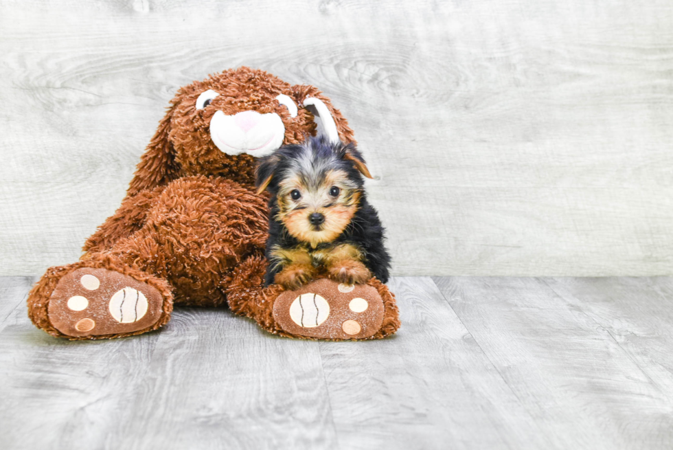 Meet Avery - our Yorkshire Terrier Puppy Photo 