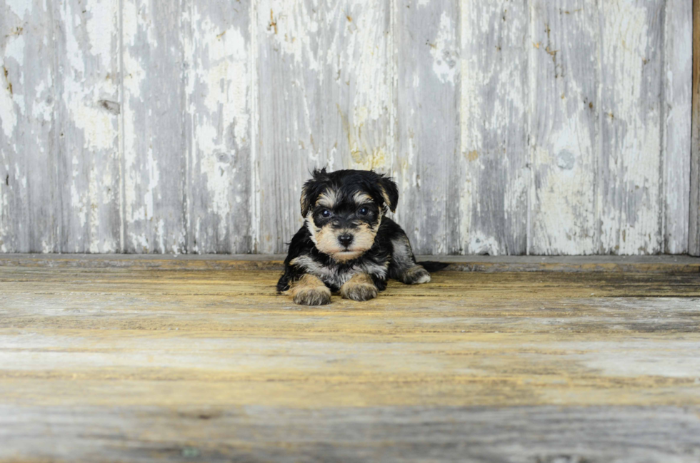 Morkie Pup Being Cute