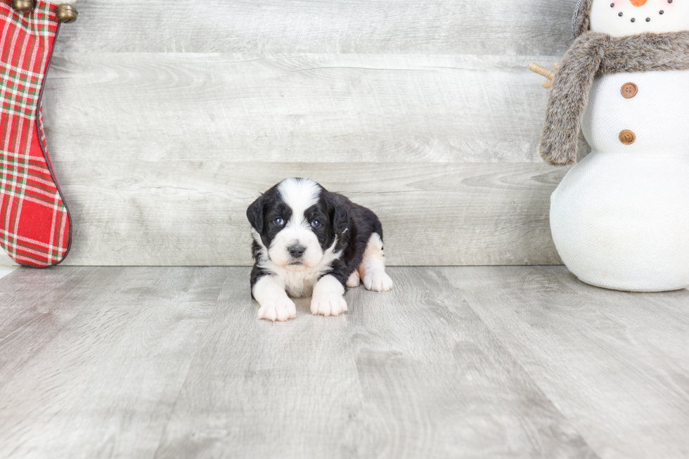 Mini Bernedoodle Pup Being Cute