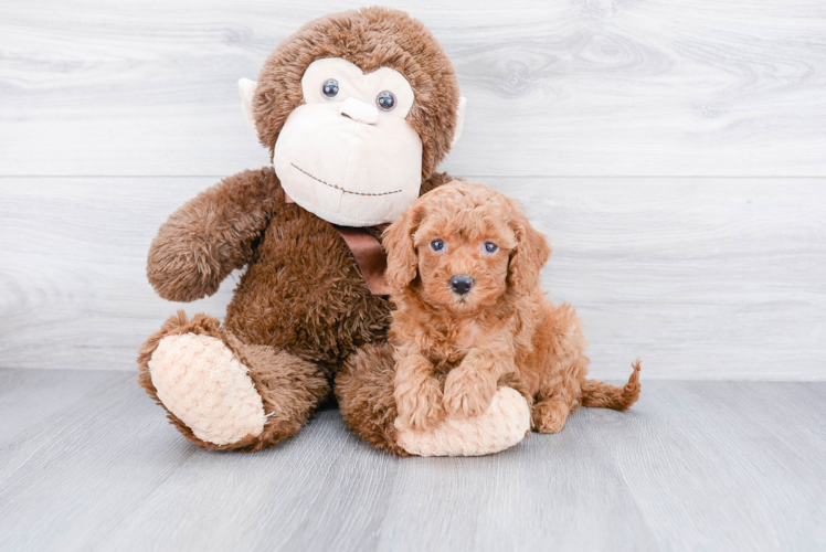 Cavapoo Pup Being Cute