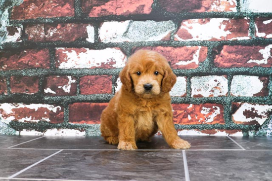 Sweet Mini Goldendoodle Baby