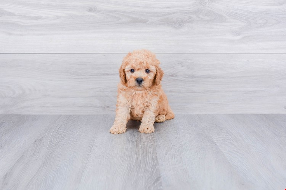 Playful Golden Retriever Poodle Mix Puppy