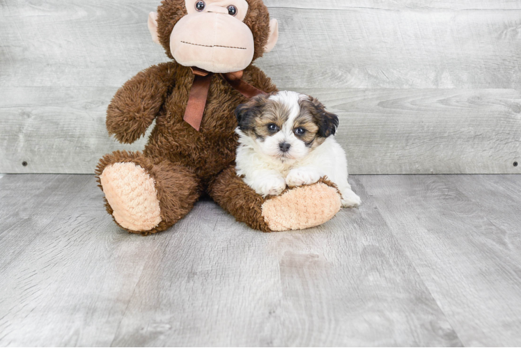 Popular Teddy Bear Designer Pup