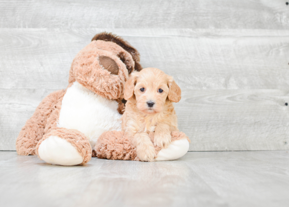 Best Cavapoo Baby