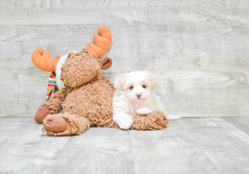 Hypoallergenic Maltepoo Poodle Mix Puppy