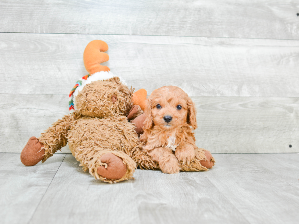 Adorable Cavoodle Poodle Mix Puppy