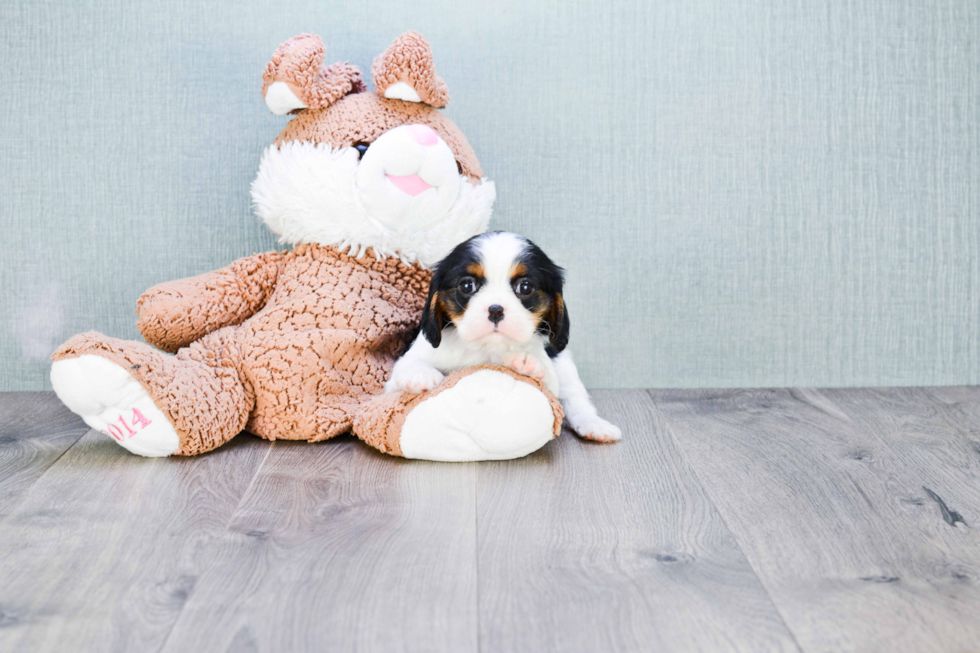 Friendly Cavalier King Charles Spaniel Purebred Pup