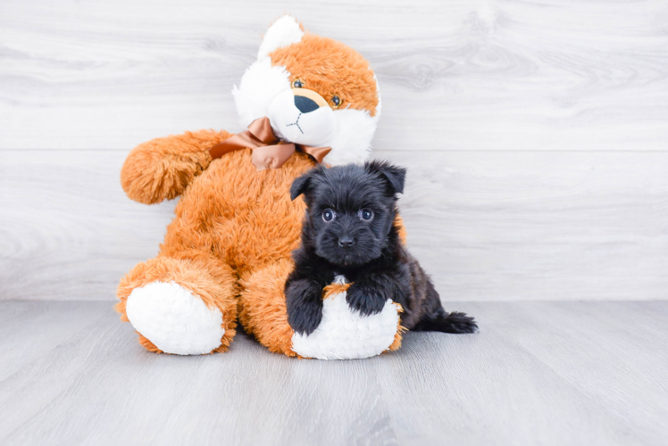 Morkie Pup Being Cute