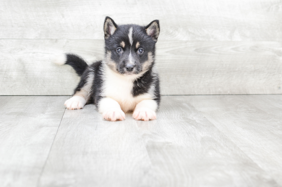 Fluffy Pomsky Designer Pup