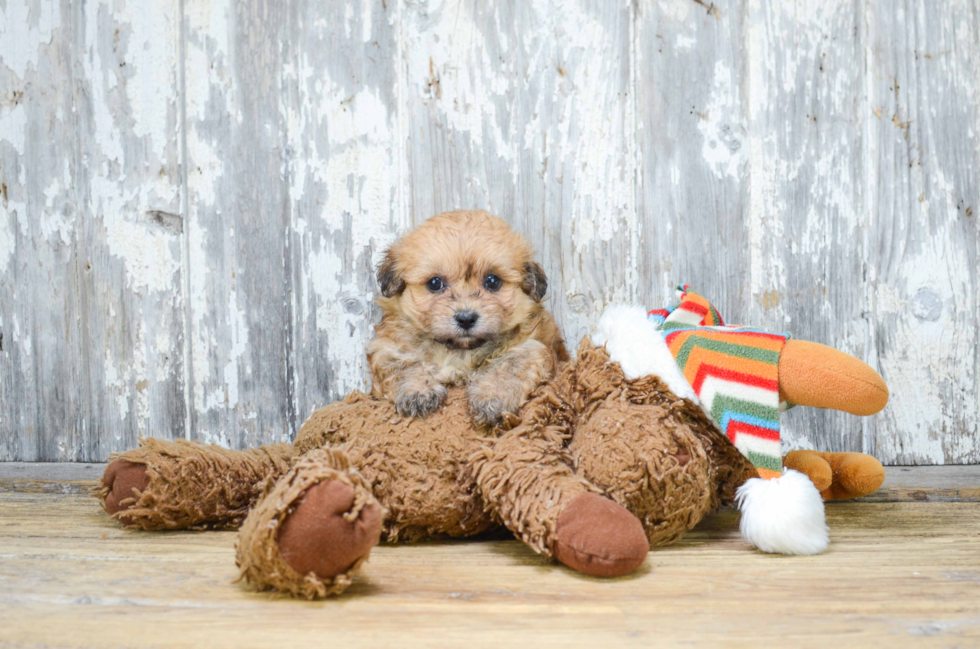 Teddy Bear Puppy for Adoption