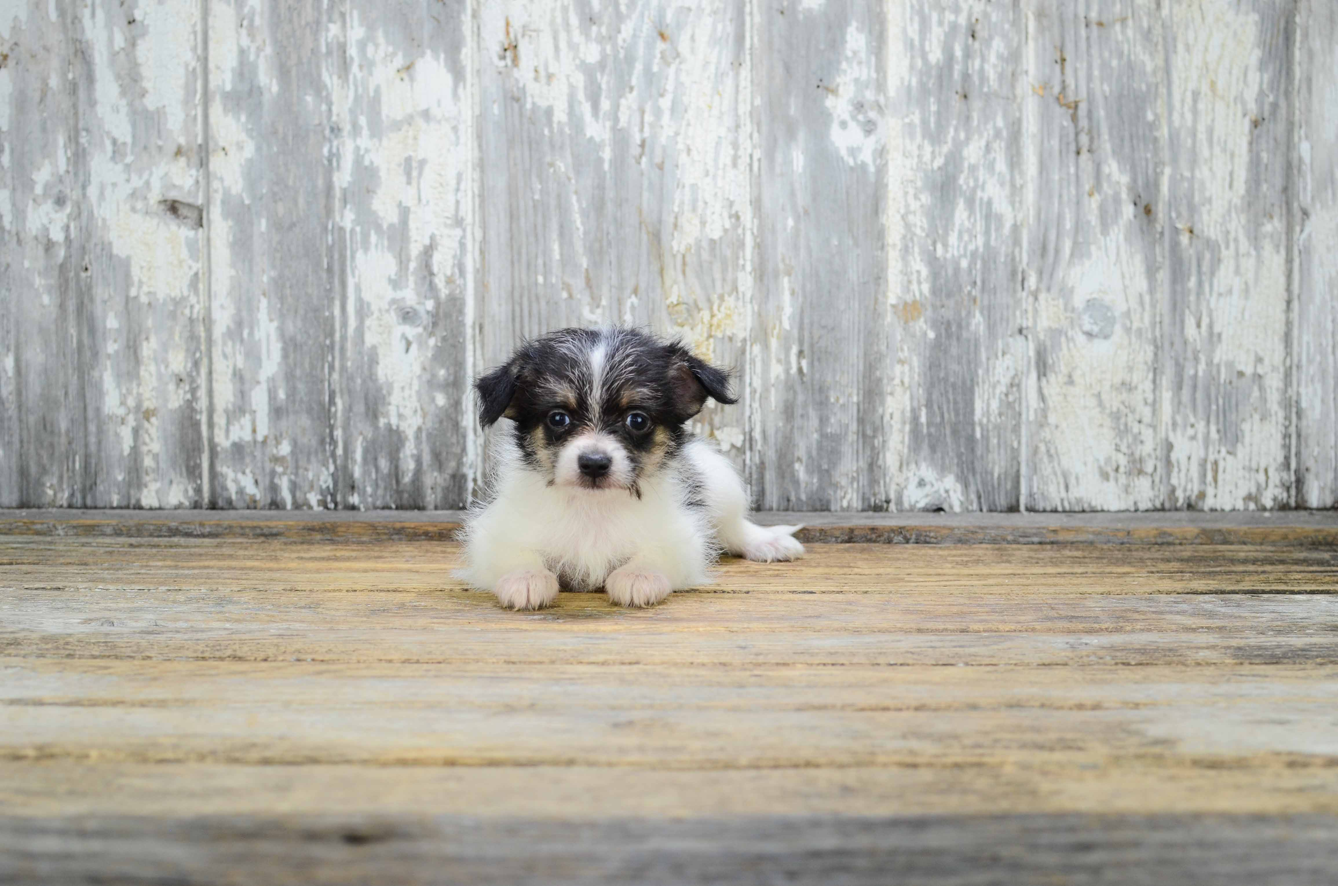 Cute Terrier Mix Baby