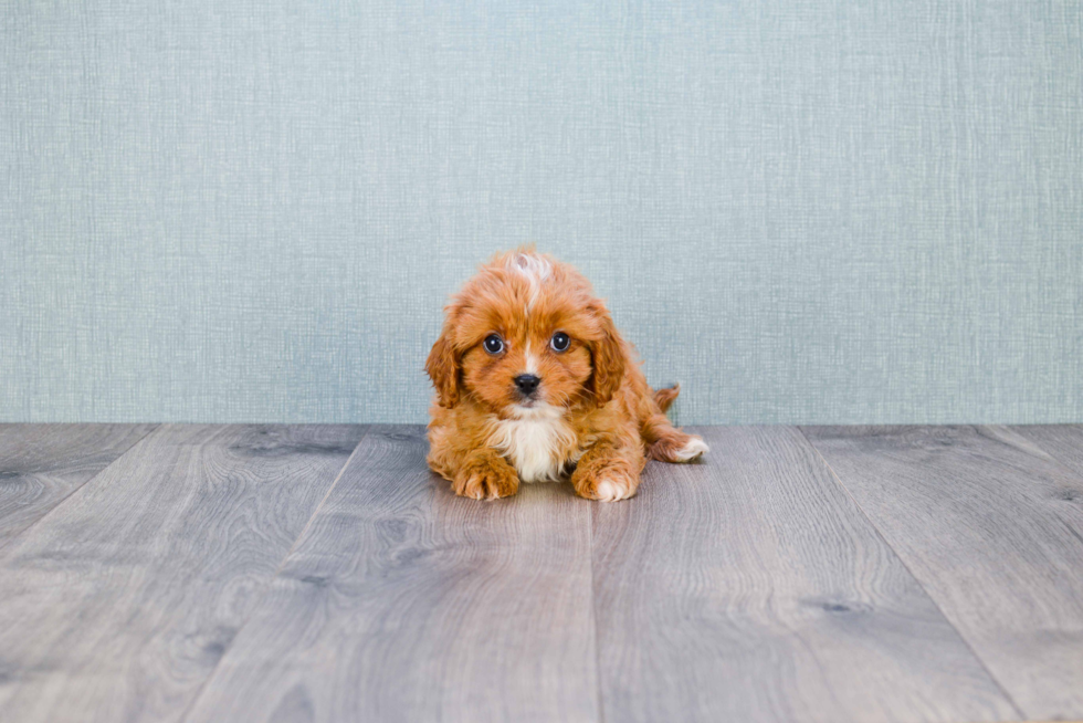 Cavapoo Puppy for Adoption