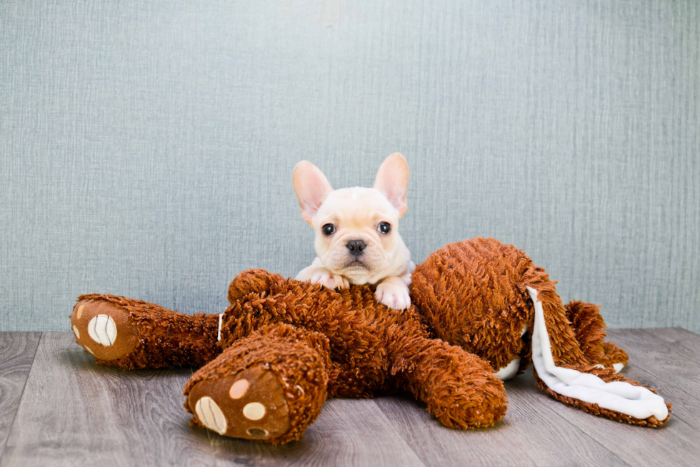 Hypoallergenic French Bulldog Baby