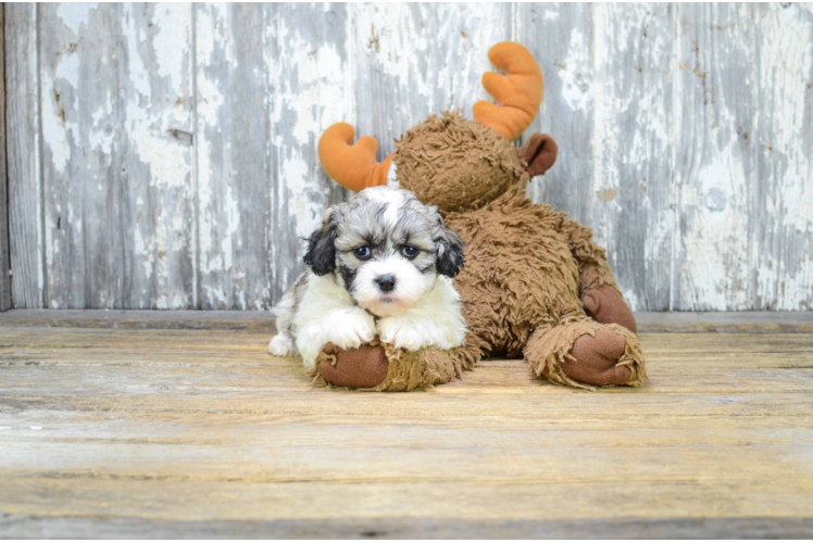 Teddy Bear Pup Being Cute