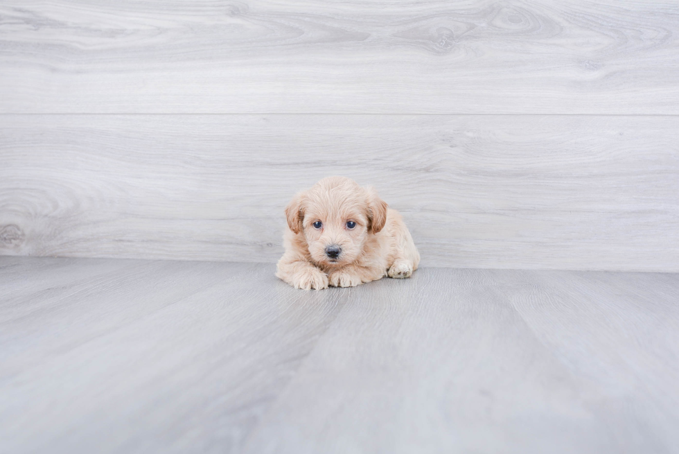 Petite Maltipoo Poodle Mix Pup