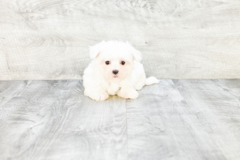 Maltese Puppy for Adoption