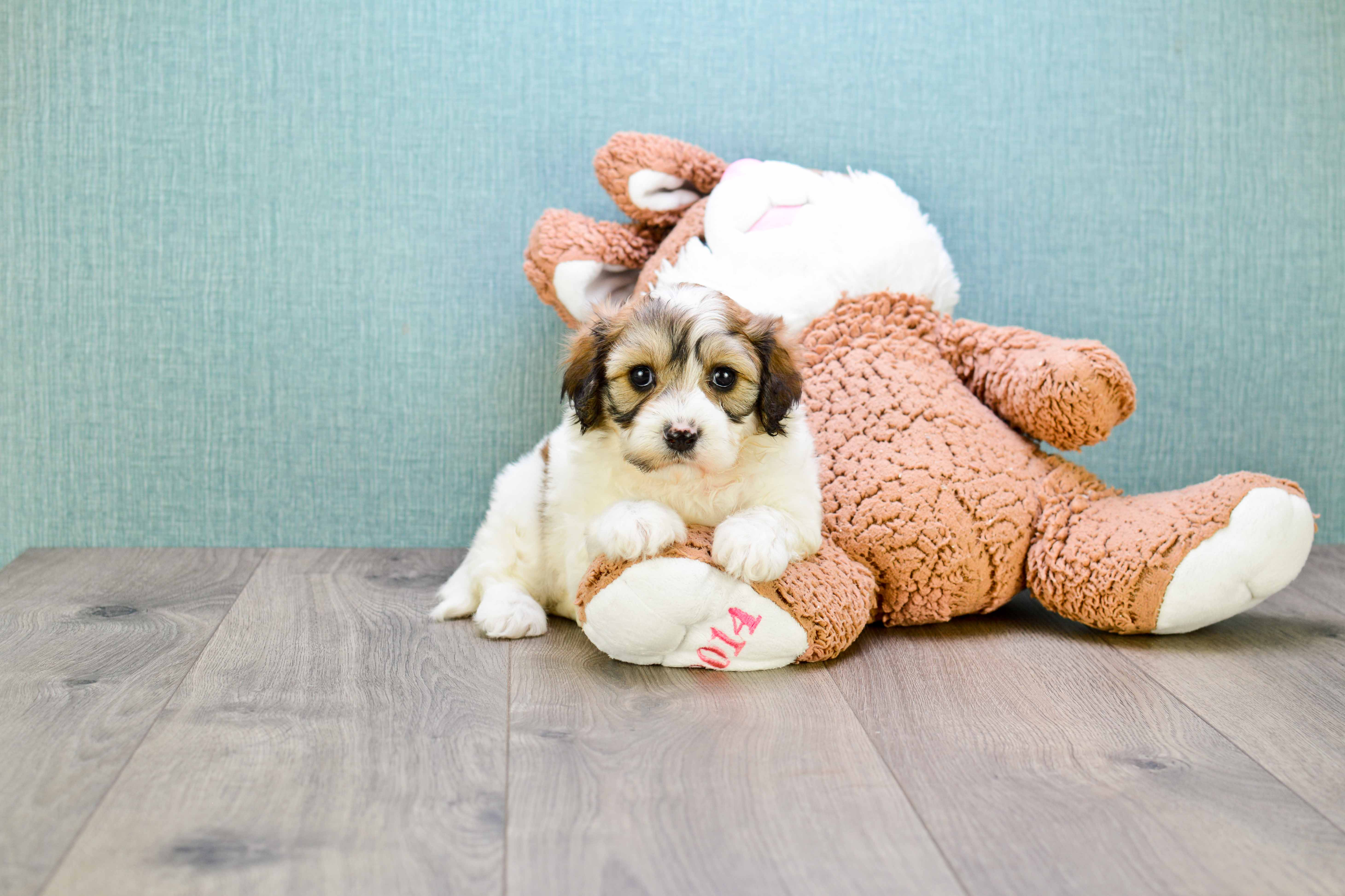 Best Cavachon Baby